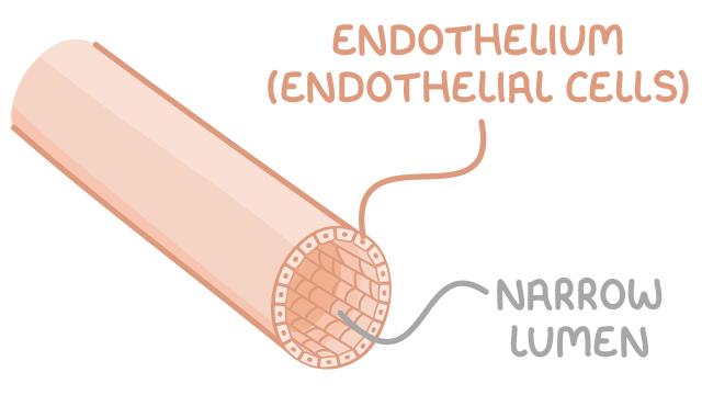 <p><strong>Tissue Layer:</strong></p><ul><li><p>Very thin walls</p></li><li><p>Lack 2 outer layers</p></li><li><p>No muscle layer</p></li><li><p>Only endothelium</p></li></ul><p></p>