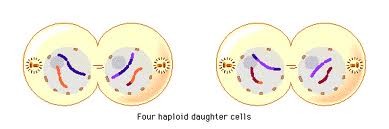 -Chromatids reach opposite poles and uncoil becoming longer and thinner (back into their chromatin state)
-Spindle apparatus breaks down
-Nuclear envelope forms around the chromosome forming two nuclei (and nucleolus reforms)
-Cytoplasm divides by cytokinesis
