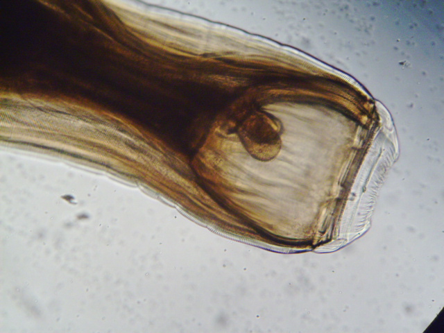 <ul><li><p>Found: Worldwide​</p></li><li><p>Cause of infection: Ingestion of larvae​</p></li><li><p>Adults live in large intestine​</p></li><li><p>Large strongyles — most pathogenic</p></li><li><p>Strongyle egg​</p></li><li><p>Eggs pass into environment and develop into larvae on blades of grass​</p></li><li><p>Larvae migrate through mesenteric arteries to the liver, molt into next stage, migrate back to large intestine and mature in mucosal lining​</p></li><li><p>Symptoms: Colic, weight loss, fever, lethargy, loss of appetite</p></li></ul><p></p>