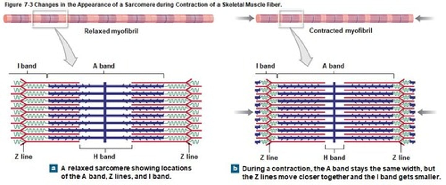 <p>Explains sarcomere contraction by filament sliding.</p>