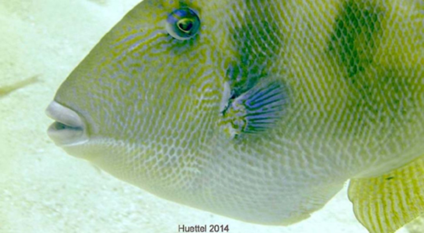 <p>Gray Triggerfish</p>