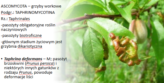<p>Taphrina deformans</p><p>Gr.: ASCOMYCOTA – grzyby workowe</p><p>     Podgr.: TAPHRINOMYCOTINA</p>