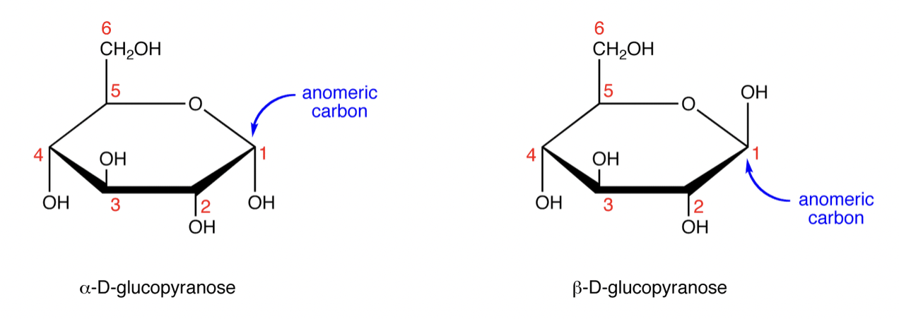 <p><span>Carbon atom in a cyclic carbohydrate that was the carbonyl carbon in its open-chain form</span></p>