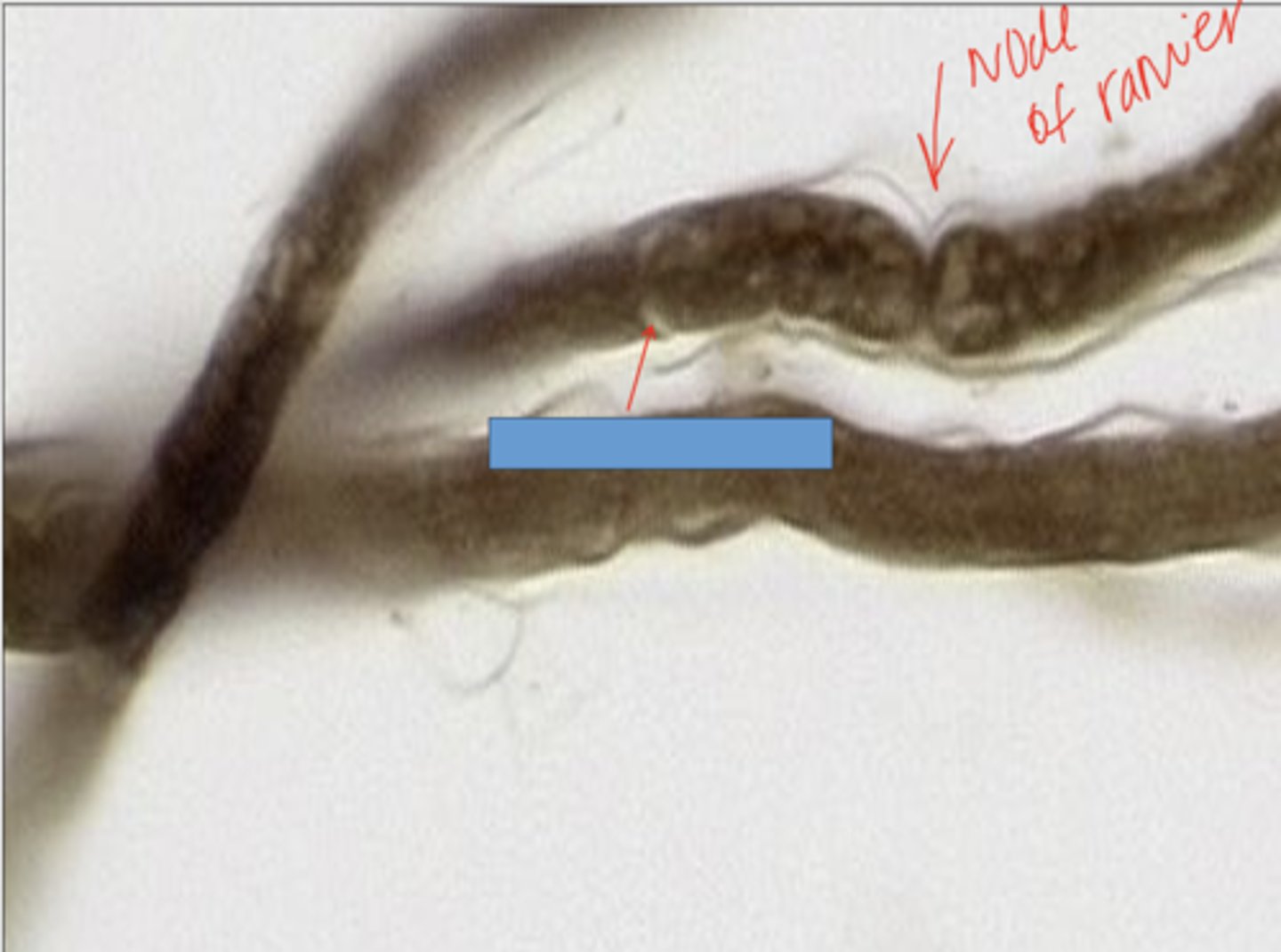 <p>identify the specific structure</p>