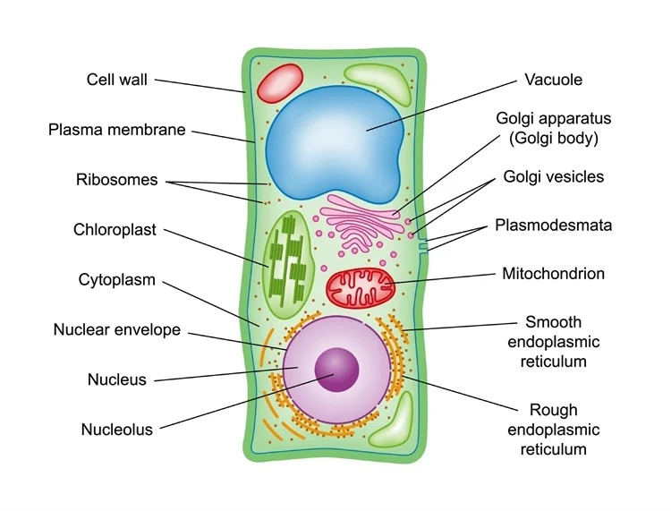 <p>Stores water, nutrients and wast; helps maintain turgor pressure</p><p></p><p><strong>Turgor pressure</strong> is the <strong>pressure of the water pushing against the inside of a plant cell’s cell wall</strong>.</p><p>It happens when the <strong>large central vacuole fills with water</strong>, causing the cell to <strong>swell slightly and stay firm</strong>.</p><p>Why it matters: </p><ul><li><p>Turgor pressure helps <strong>keep plants upright</strong></p></li><li><p>Without it (like in drought), plants get <strong>wilted and floppy</strong></p></li></ul><p></p><p><strong><mark data-color="blue" style="background-color: blue; color: inherit"><u>(found in plants)</u></mark></strong></p>
