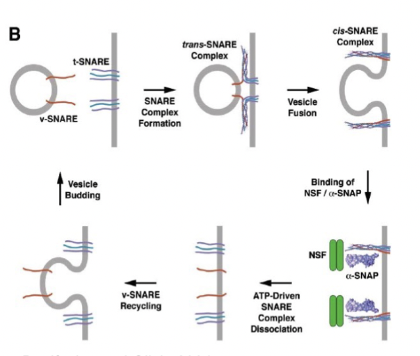 <p>control fusion, interaction between vesicle (single protein) and target (bundle of 3) proteins. They pull the vesicle close to the membrane by forming a helical bundle  and use energy from the binding of these proteins. To unwind and recycle, they need ATP.</p>
