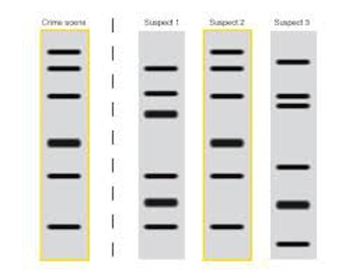 <p>An individual's unique collection of DNA restriction fragments, detected by electrophoresis and nucleic acid probes.</p>