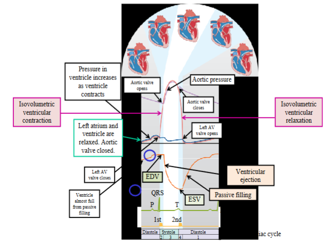 <ul><li><p><span style="color: rgb(0, 0, 0);"><span>Also called Wiggers diagram</span></span></p></li><li><p><span style="color: rgb(0, 0, 0);"><span>Pressure is the key to understanding blood flow patterns and the opening and closing of valves:</span></span><span style="color: rgb(0, 0, 0);"><br></span><span style="color: rgb(0, 0, 0);"><span>- Pressure is generated when the muscles of the heart chamber contract as well as when a chamber fills with blood</span></span><span style="color: rgb(0, 0, 0);"><br></span><span style="color: rgb(0, 0, 0);"><span>- Blood always flows from a region of higher pressure to a region of lower pressure</span></span><span style="color: rgb(0, 0, 0);"><br></span><span style="color: rgb(0, 0, 0);"><span>- Valves open and close in response to a pressure gradient; a forward pressure gradient opens a one-way valve while a backward pressure gradient shuts a</span></span><span style="color: rgb(0, 0, 0);"><br></span><span style="color: rgb(0, 0, 0);"><span>one-way valve</span></span></p></li><li><p><span style="color: rgb(0, 0, 0);"><span>End-diastolic volume (EDV): the amount or volume of blood in each ventricle at the end of ventricular diastole; measured in millilitres (mL)</span></span></p></li><li><p><span style="color: rgb(0, 0, 0);"><span>End-systolic volume (ESV): the amount or volume of blood in each ventricle at the end of ventricular systole, or at the end of ventricular contraction and ejection; in mL</span></span><span style="color: rgb(0, 0, 0);"><br></span><span style="color: rgb(0, 0, 0);"><span>- When the ventricles contract they do not eject their entire volume of blood</span></span></p></li><li><p><span style="color: rgb(0, 0, 0);"><span>Stroke volume (SV) → the volume of blood pumped out of each ventricle during</span></span><span style="color: rgb(0, 0, 0);"><br></span><span style="color: rgb(0, 0, 0);"><span>systole</span></span><span style="color: rgb(0, 0, 0);"><br></span><span style="color: rgb(0, 0, 0);"><span>- Calculated as: SV = EDV - ESV</span></span><span style="color: rgb(0, 0, 0);"><br></span><span style="color: rgb(0, 0, 0);"><span>- Typical SV values for an adult at rest are ~ 70 - 75 mL</span></span></p></li><li><p><span style="color: rgb(0, 0, 0);"><span>The right ventricle develops lower pressures than the left ventricle during systole (still undergoes the same series of events)</span></span></p><p><span style="color: rgb(0, 0, 0);"><br></span></p></li></ul><p></p>