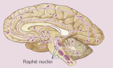 <p>Secrotenergisch systeem </p>
