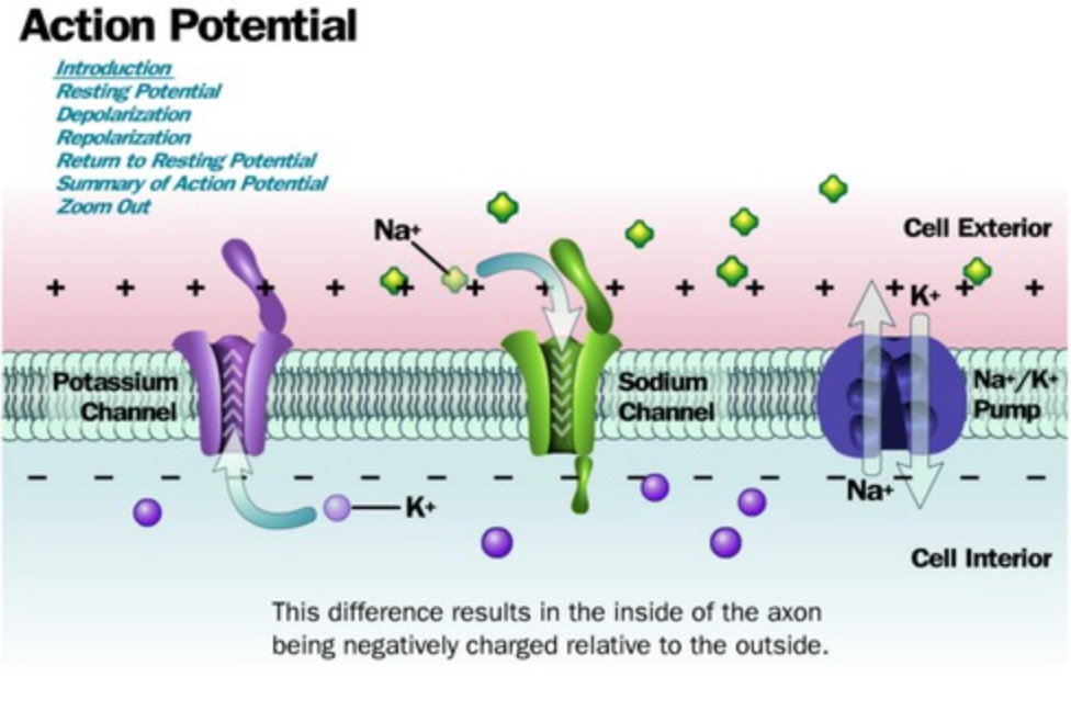 <p>Depolarisation Repolarisation Refractory Period</p>