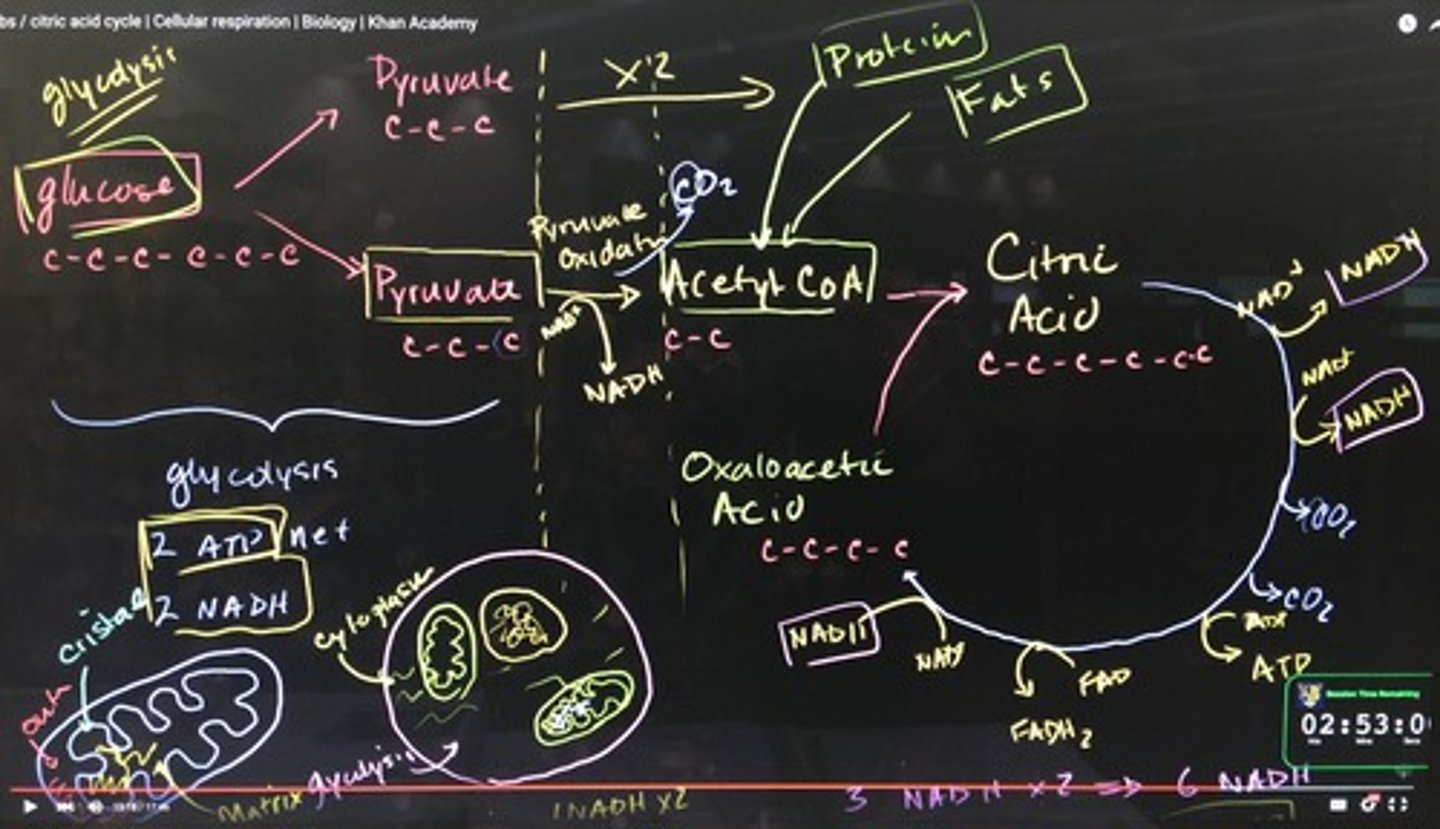 knowt flashcard image