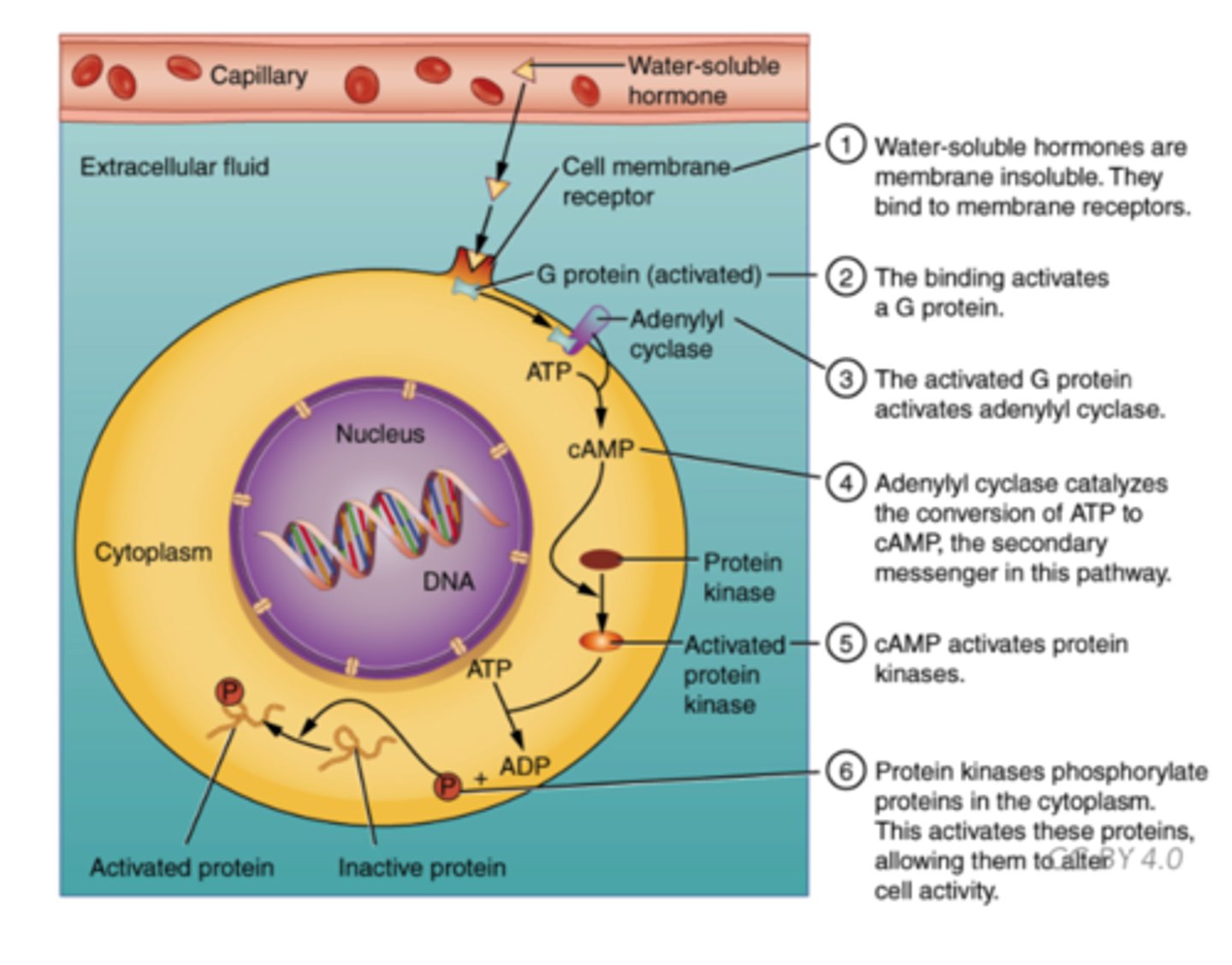 <p>water</p><p>(Note: can move freely though blood but can't diffuse well through cell membrane of effector - target cell)</p>