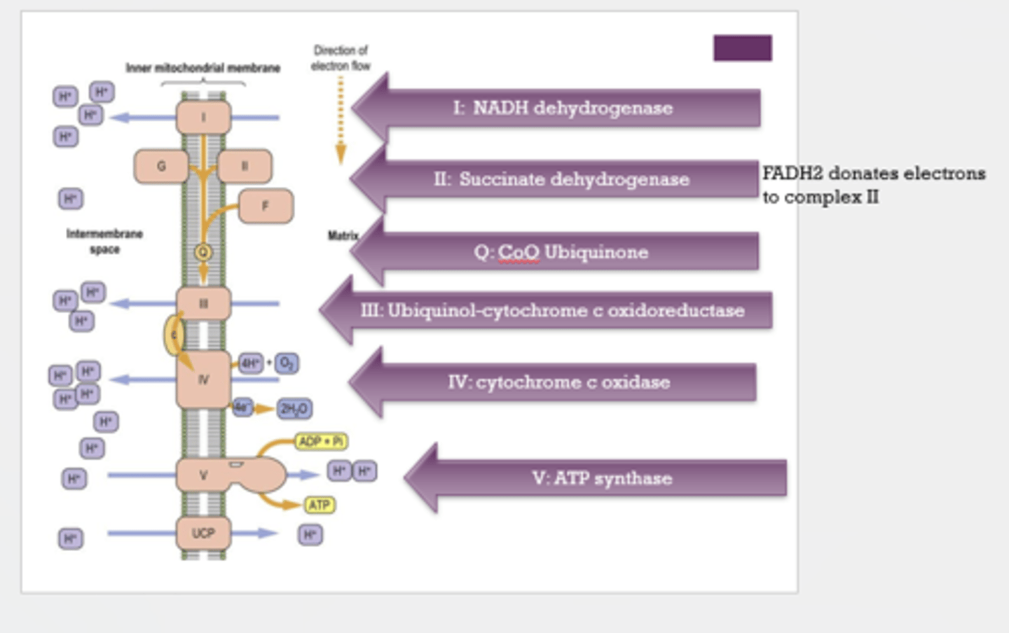 <p>- Complex I: NADH dehydrogenase</p><p>- Complex II: succinate dehydrogenase</p><p>- Q: CoQ Ubiquinone</p><p>- Complex III: Ubiquinol-cytochrome c oxidoreductase</p><p>- Complex IV: cytochrome c oxidase</p><p>- Complex V: ATP synthase</p>