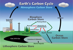 the continuous process by which carbon is exchanged between organisms and the environment