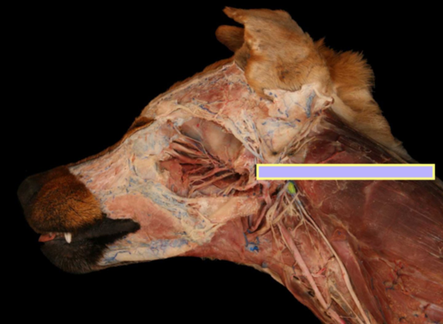 <p>Nerve supply to the pharynx:</p><p>motor innervation to the muscles and sensory innervation to the lumen</p>