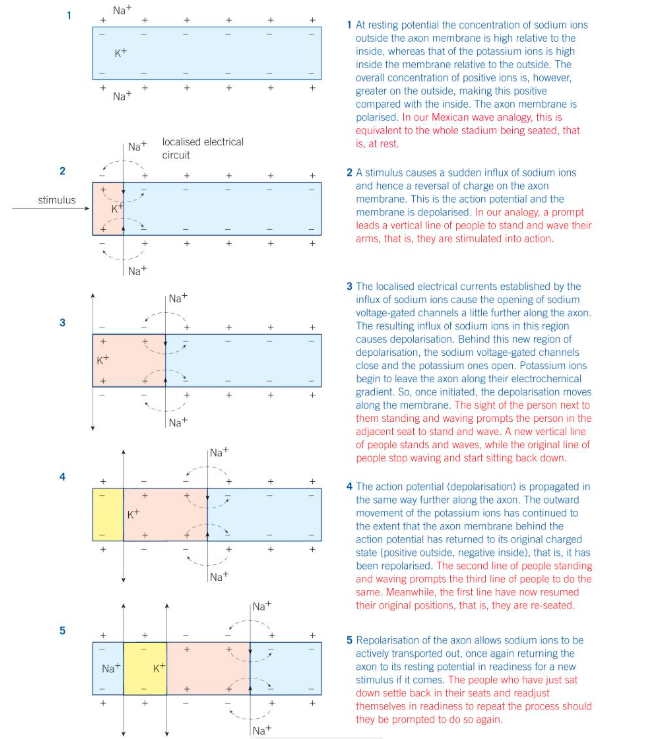 knowt flashcard image
