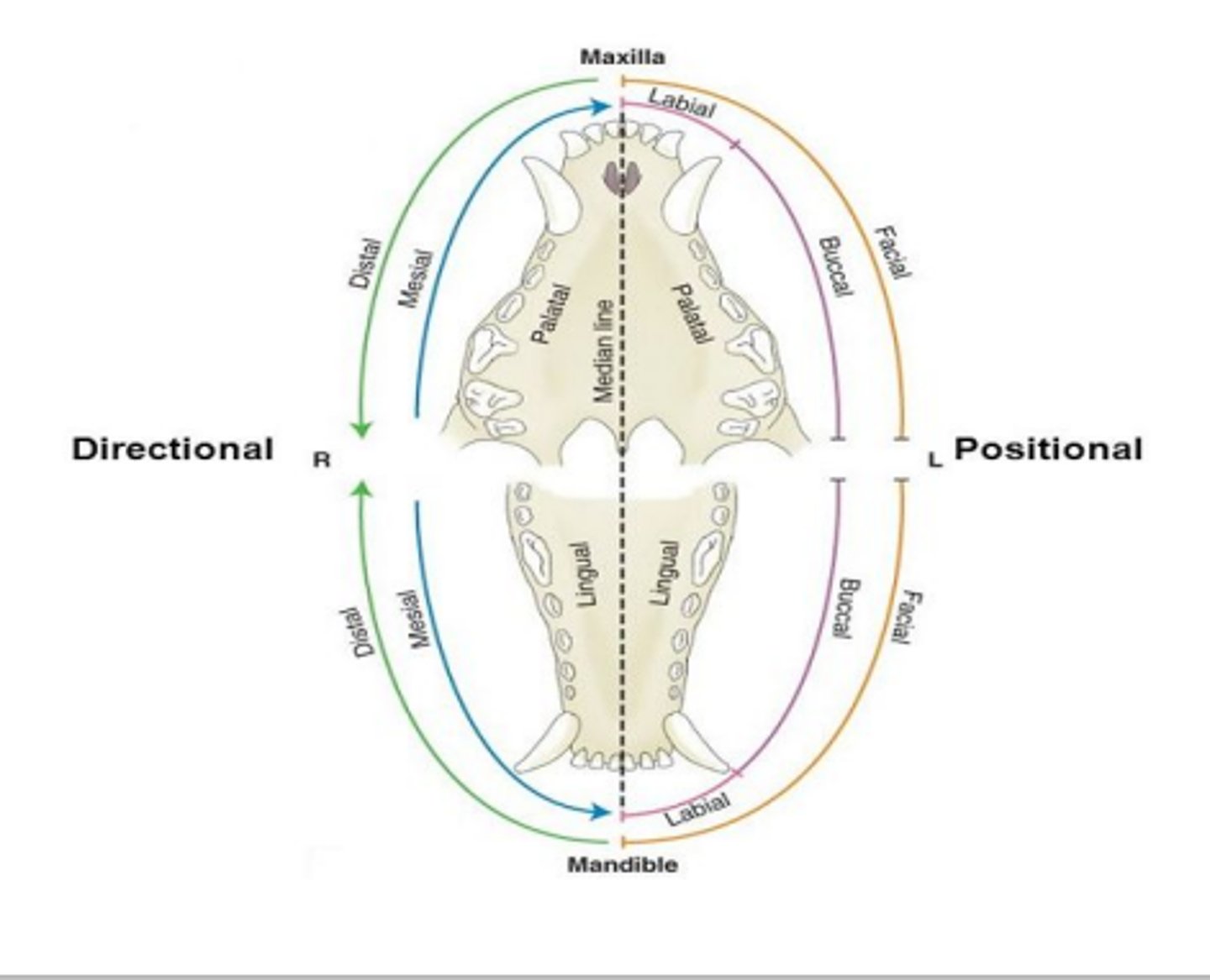 <p>Mesial</p><p>Distal</p><p>Buccal</p><p>Lingual/palatal:</p><p>- Mandible – lingual</p><p>- Maxilla – palatal</p><p>Interdental</p><p>Diastema</p>