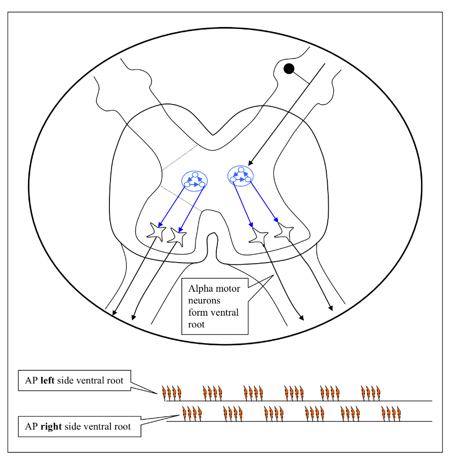 <ul><li><p>A thin slice of spinal cord in a dish </p></li><li><p>Recording from left and right ventral roots </p></li><li><p>Stimulating one of the dorsal roots (or adding glutamate to the bath)</p></li></ul><p></p>