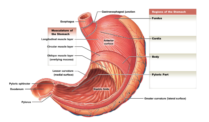 * cardia: adjacent to gastroesophageal junction
* fundus: superior “pocket”
* body: largest region
* pylorus: distal tapering end 
* greater curvature: external, lateral surface
* lesser curvature: external, medial surface
* oblique muscle layer: btwn circular muscle layer and mucosa → allow extra food churning
* gastric folds (rugae): present when stomach empty; allow expansion when full
* pyloric sphincter: btwn pylorus and duodenum
