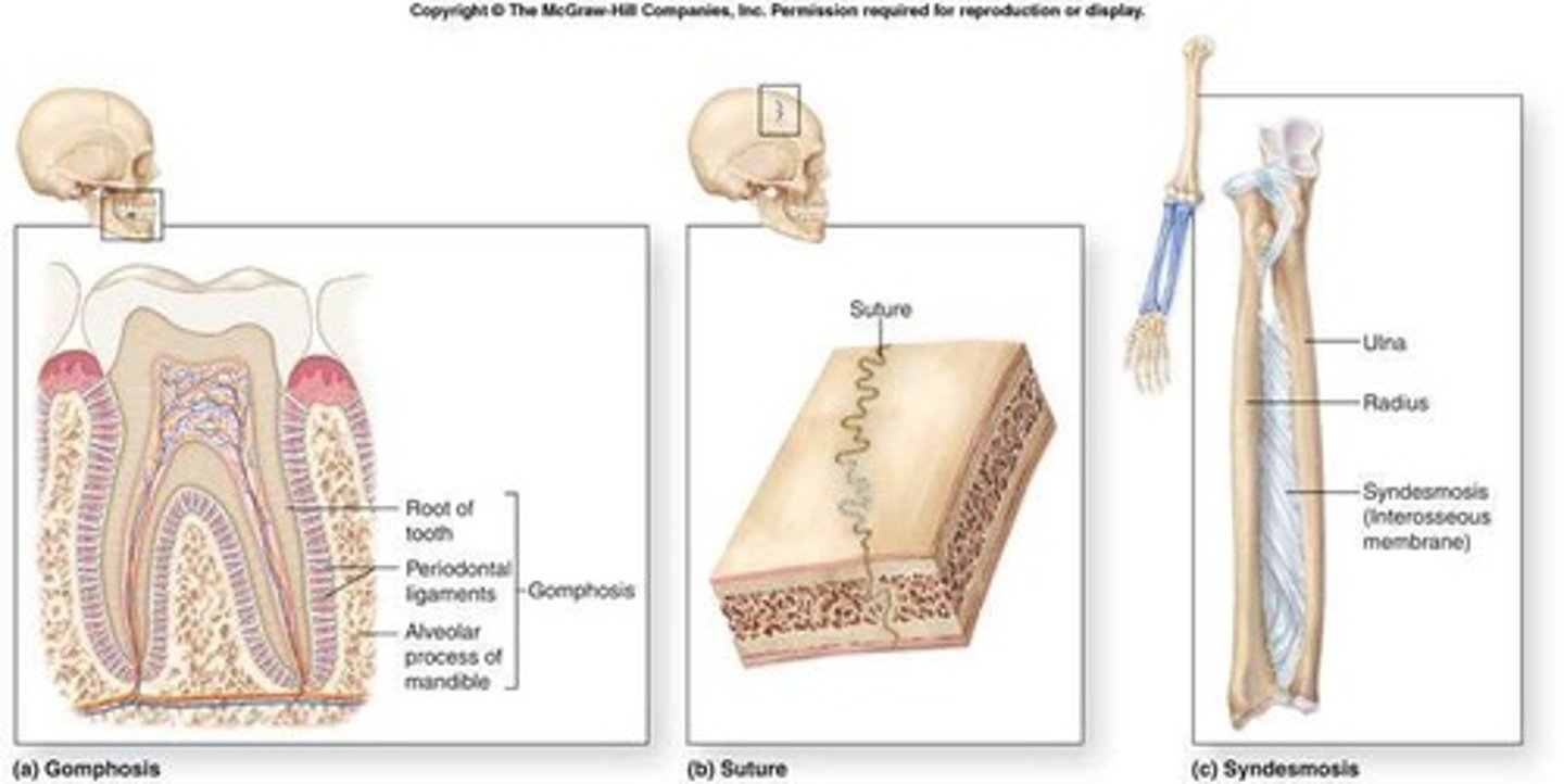 <p>Sutures, gomphoses, and syndesmoses.</p>