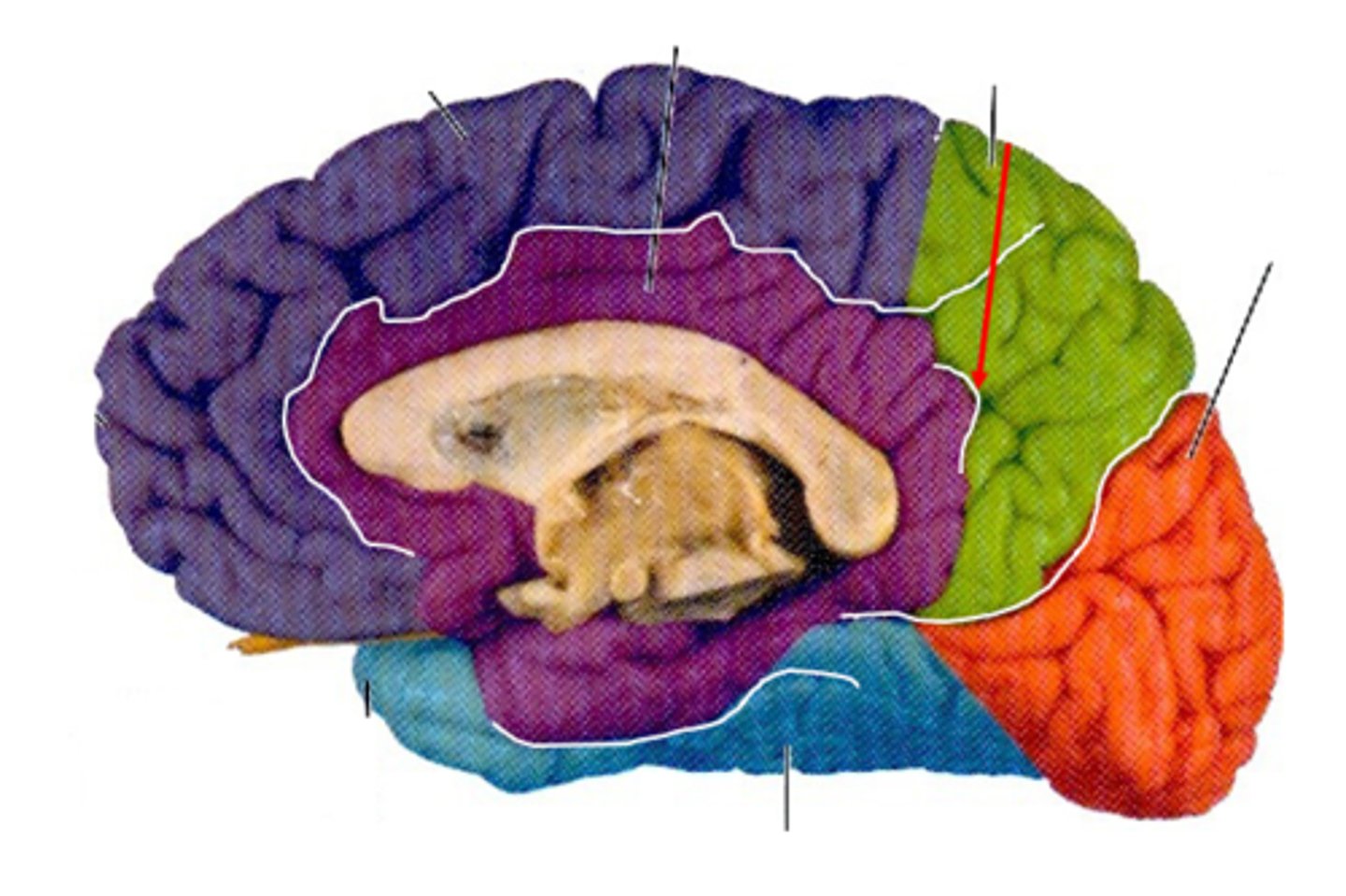 <p>separates limbic and parietal lobes</p>