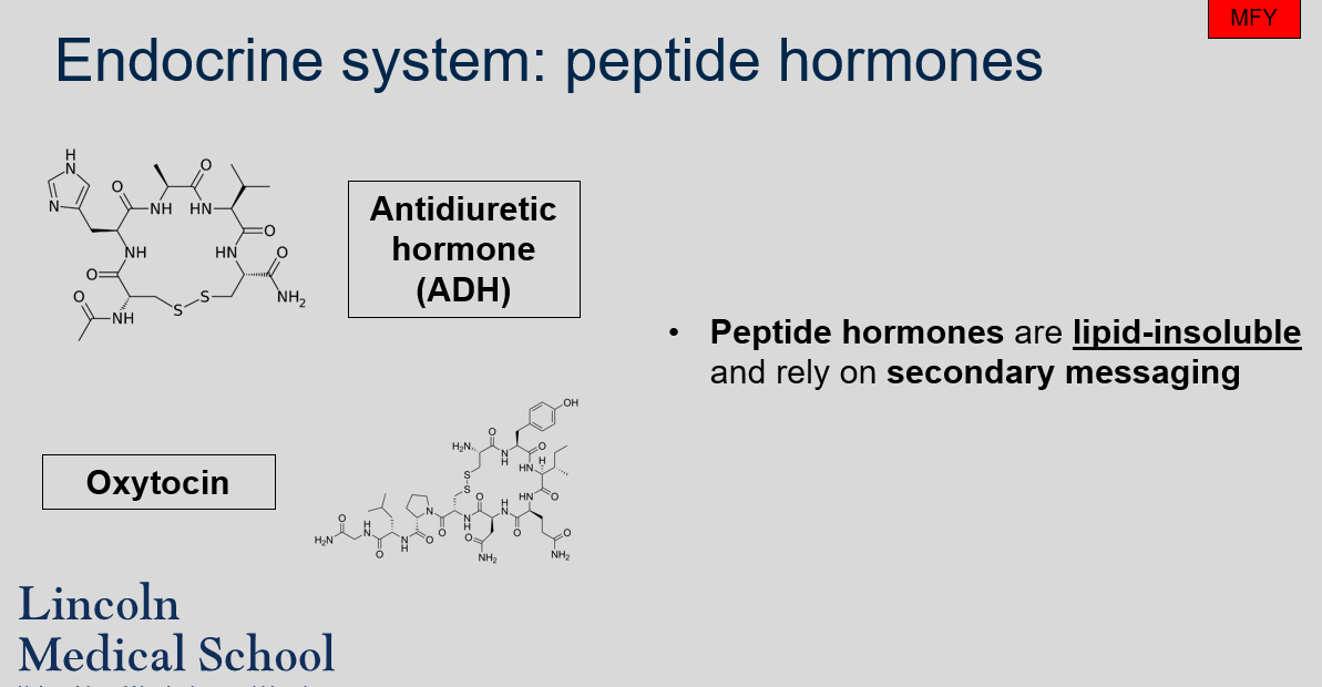 Peptide hormones are lipid-insoluble and rely on secondary messaging to exert their effects on target cells. Examples of peptide hormones include oxytocin, ADH, and glycoproteins like FSH and LH. 