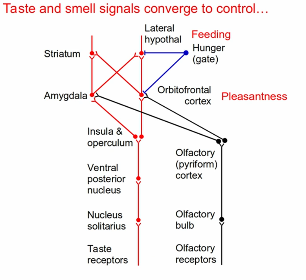 <p>Amygdala and orbitofrontal cortex to gage pleasantness</p><p>Information continues up the pathway together</p>