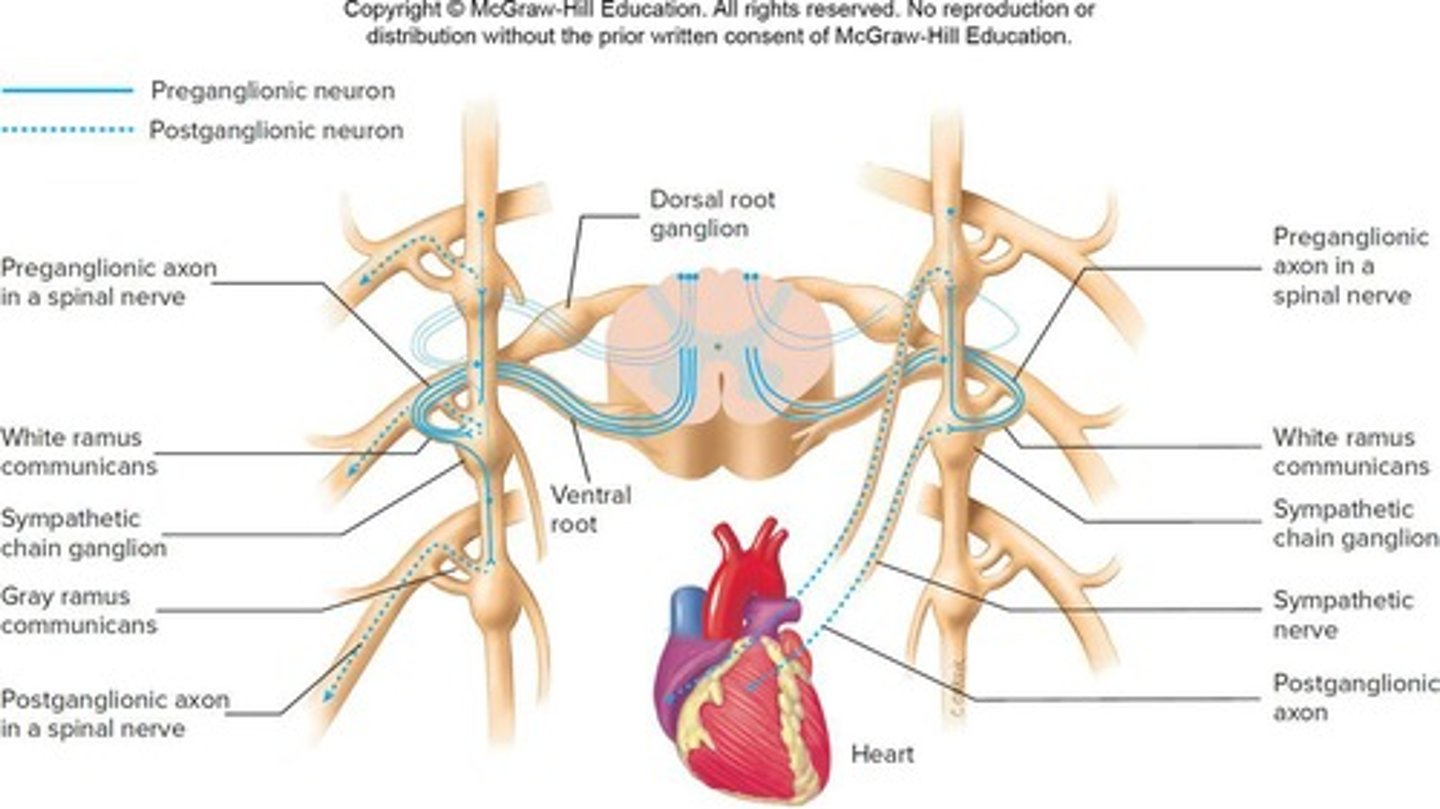 <p>Includes increased heart rate, vasodilation of blood vessels in skeletal and cardiac muscle, dilation of air passages, increased glucose production, increased body temperature, and decreased digestion and urine production.</p>