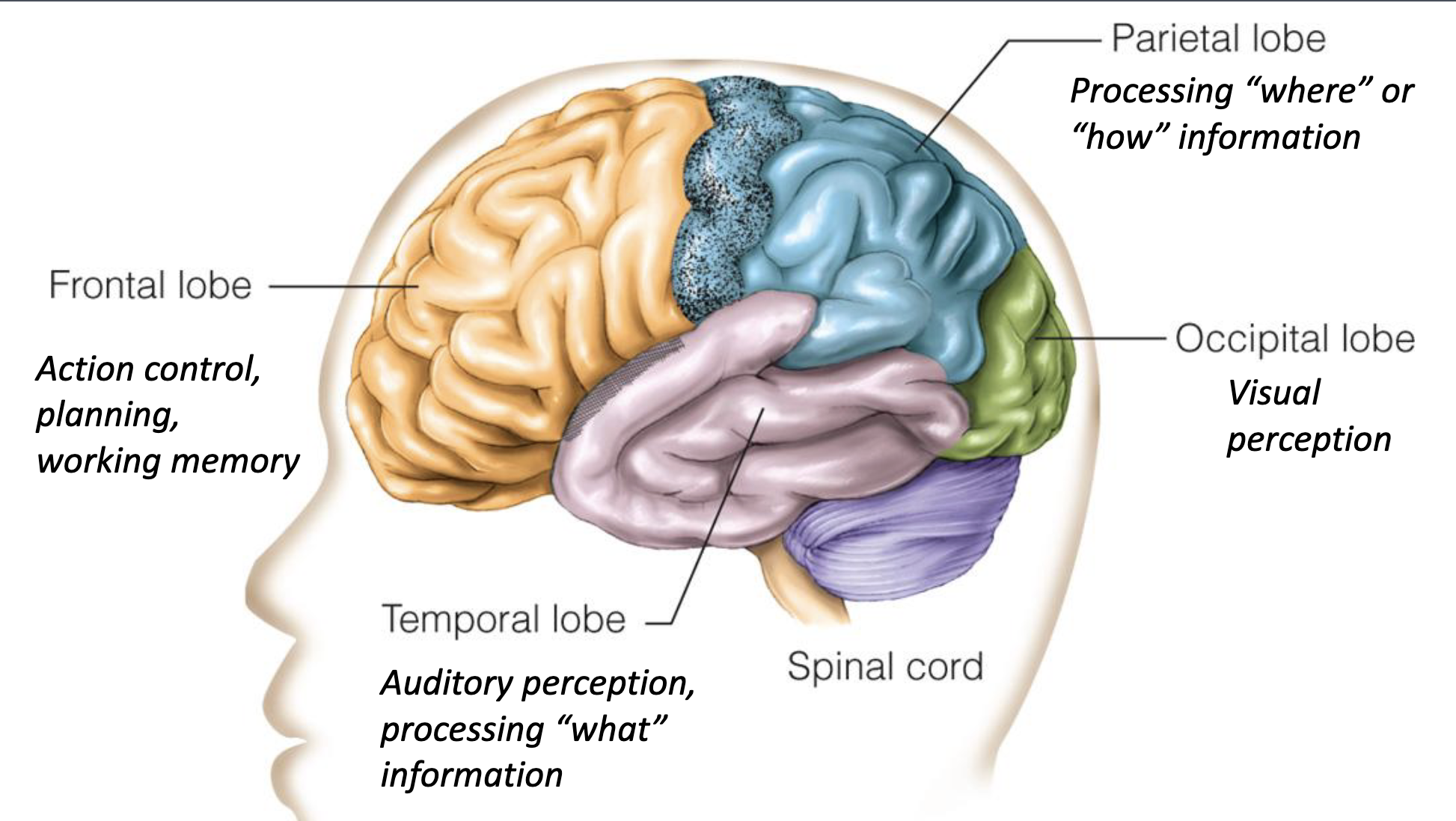 <p>overall: <mark data-color="red" style="background-color: red; color: inherit;">posterior</mark> = perception; <mark data-color="red" style="background-color: red; color: inherit;">frontal</mark> = processing</p>