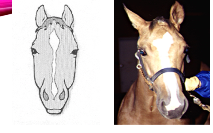 <p>A marking on the forehead wih a hirow extension to the nasal peak and opening up again between the nostrils. These may be connected</p>