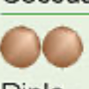 <p>pairs of cells, </p>