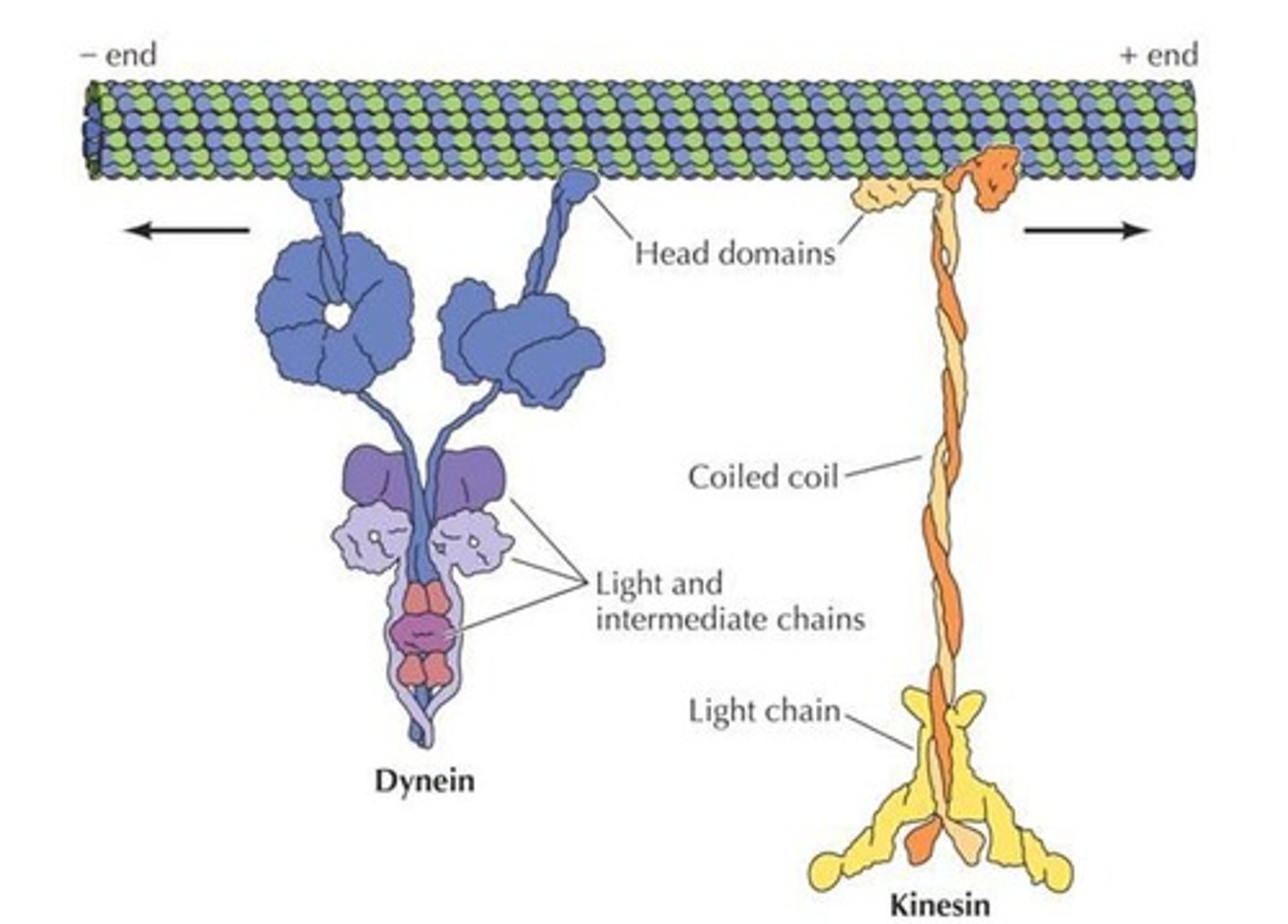 <p>Rigid, hollow, polarized rods that resist compression and tension, and serve as tracks for kinesin and dynein motors.</p>