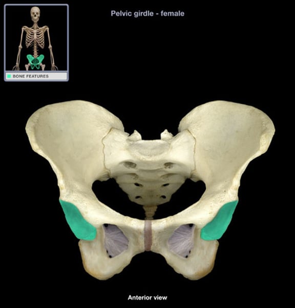 <p>Hip socket, where femur articulates with pelvis</p>