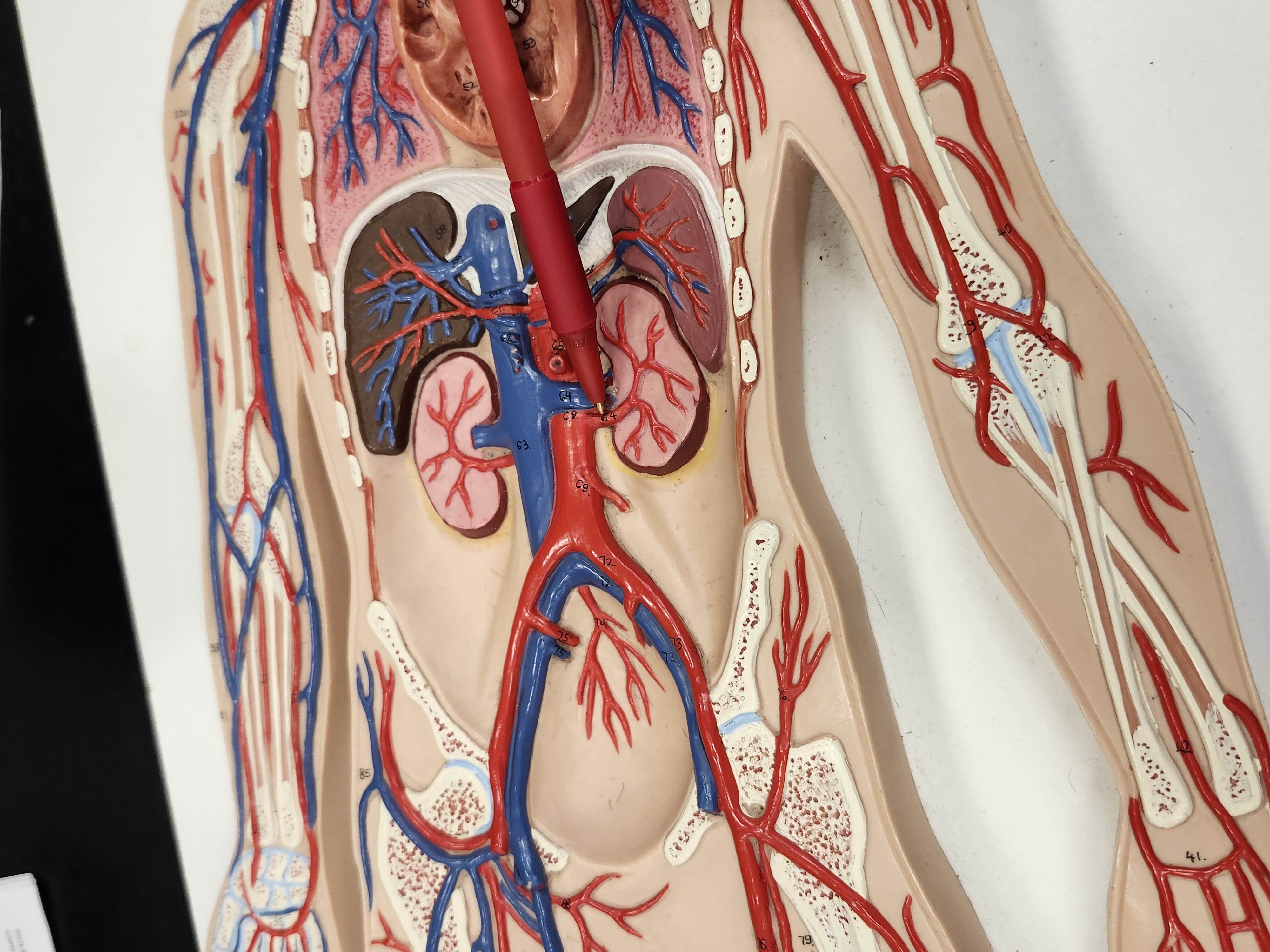 knowt flashcard image