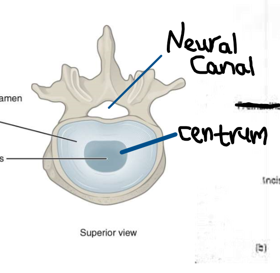 <ul><li><p>made of cartilage or bone</p></li><li><p><strong>centrum→ centre</strong></p></li><li><p><strong>neural canal</strong>→ where the spinal chord goes through</p></li><li><p>the notochord can remain as intervertebral discs</p></li></ul>