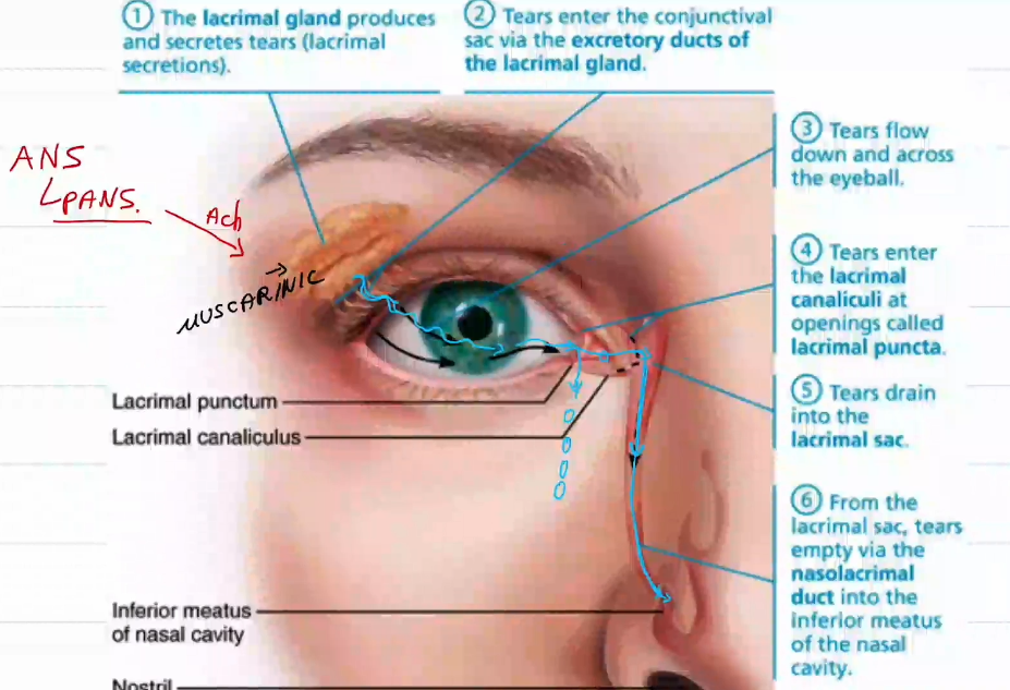 <ul><li><p>The ANS</p></li><li><p>more specifically, the parasympathetic division</p></li></ul><p></p>