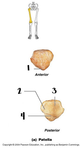 <p>3</p>