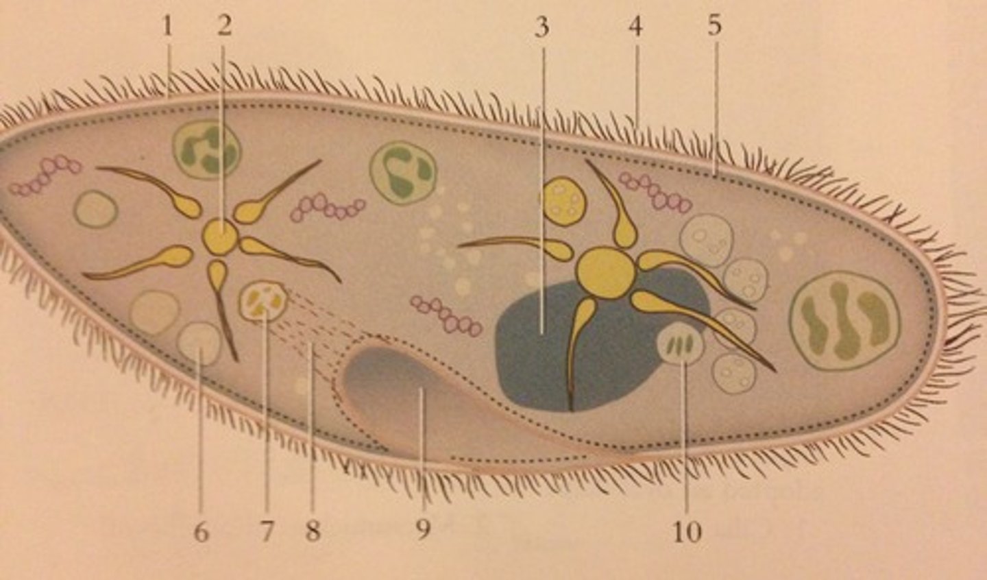 knowt flashcard image