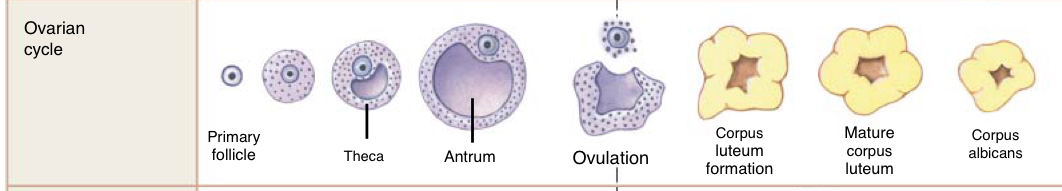 <ol><li><p>Primary follicle </p></li><li><p>Theca </p></li><li><p>Antrum </p></li><li><p>Ovulation </p></li><li><p>Corpus luteum formation </p></li><li><p>Mature corpus leteum </p></li><li><p>Corpus albicans </p></li></ol><p></p>