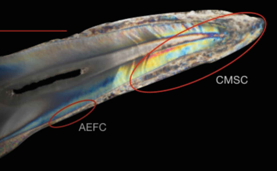 <ul><li><p>Mineralized tissue <strong>covering the entire root surface</strong></p></li><li><p><strong>Types:</strong></p><ol><li><p><strong>Acellular Cementum</strong></p><ul><li><p>Thin, covering the <strong>cervical root</strong></p></li><li><p>Also called <strong>Acellular Extrinsic Fiber Cementum (AEFC)</strong></p></li><li><p>20-50 um </p></li></ul></li><li><p><strong>Cellular Cementum</strong></p><ul><li><p>Thick, covering the <strong>apical root</strong></p></li><li><p>Also called <strong>Cellular Mixed Stratified Cementum (CMSC)</strong></p></li><li><p>150-200 um </p></li></ul></li></ol></li></ul><p></p>