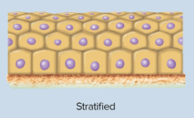 <p>Stratified epithelia</p>