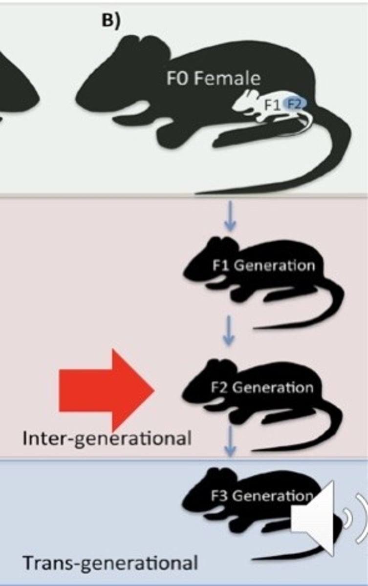 <p>1. gave lab mice electric shocks every time they were exposed to the smell of acetophenone (a chemical used for making perfume)</p><p>2. behaviourist approach and conditioning, mice showed fear every time they smelt the scent</p><p>3. the mice's children also feared the smell despite never having smelt the chemical before or having been exposed to the shocks</p><p>4. so did the mice's grandchildren, showing epigenetics through generations</p>