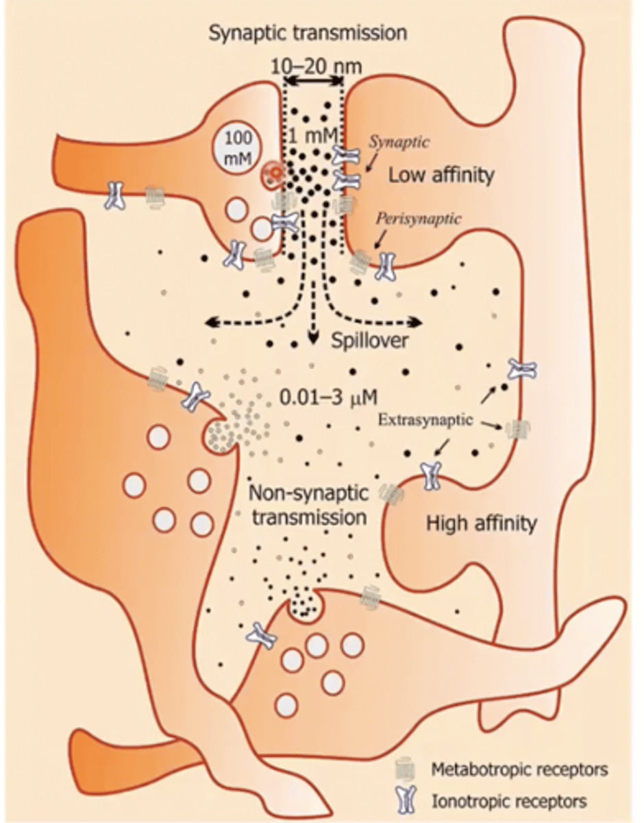 <p>c) Release through volume transmission</p>