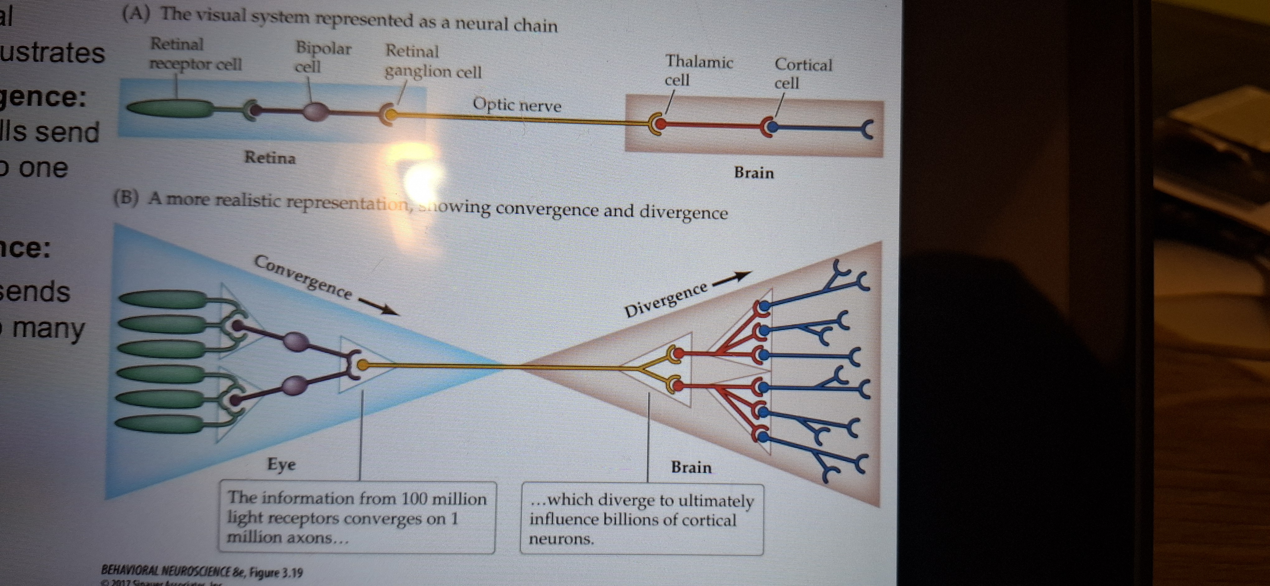 <p>Convergence- many cells send signals to one cell </p><p class="has-focus">Divergence-one cell signals to many cells.</p>