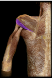 <p>Name this muscle and it’s action</p>