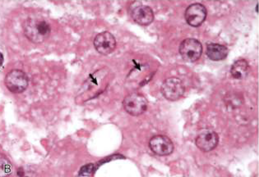<p>What is this image showing?</p>