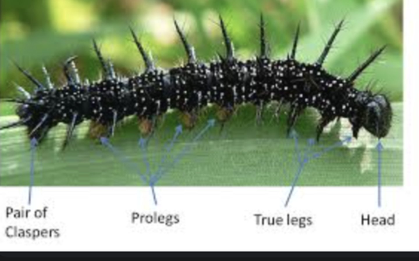 <p>Fleshy, unsegmented legs found on caterpillars and larvae for gripping surfaces.</p>