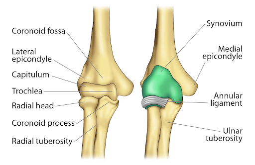 <p>Bumps on both sides just above the capitulum and trochlea.</p><p></p>