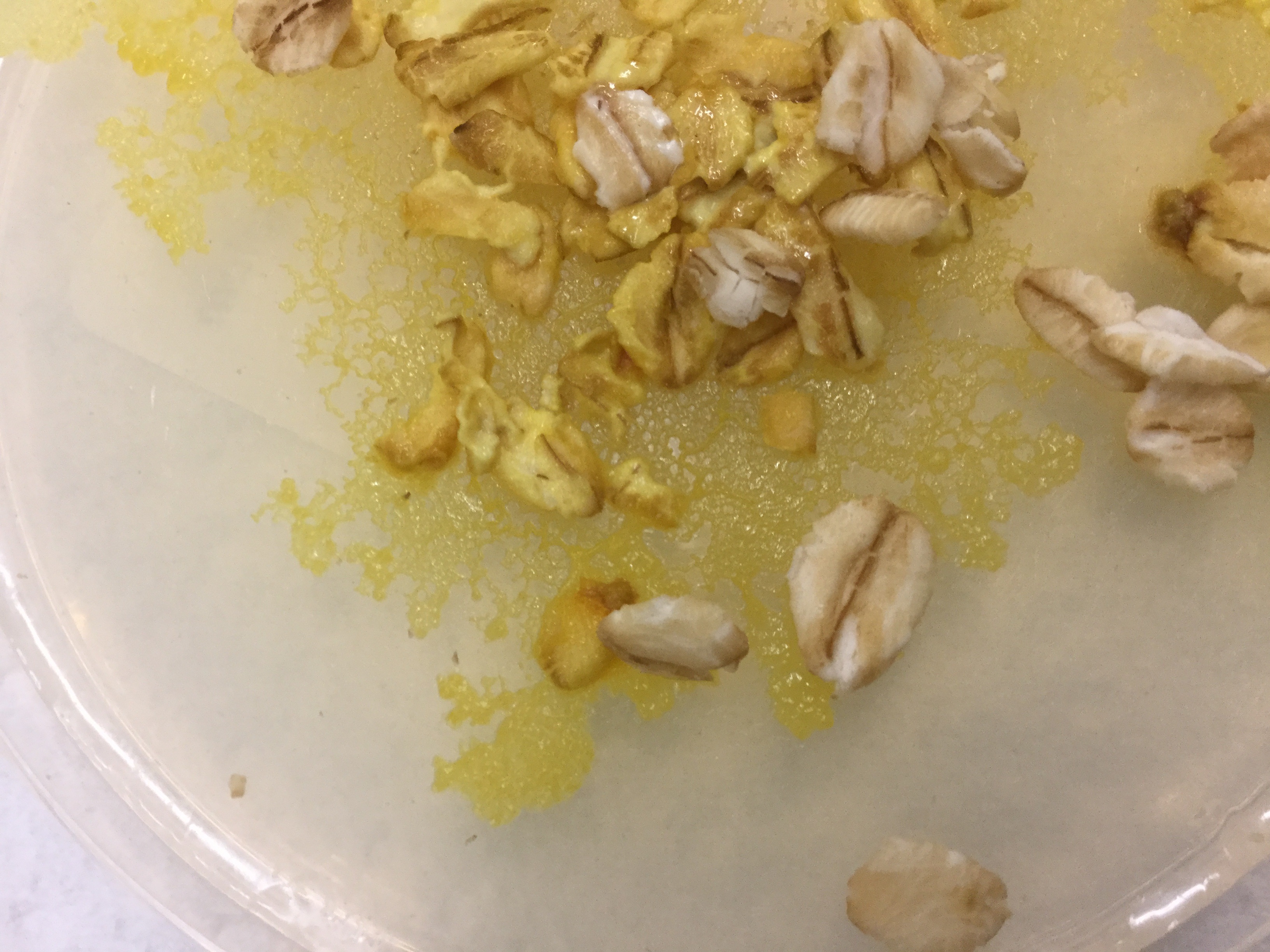 <p>This organism falls within phylum:</p><ul><li><p>Myxogastrida</p></li><li><p>Ciliophora</p></li><li><p>Euglenozoa</p></li><li><p>Rhodophyta</p></li></ul><p>And what is the organism?</p>