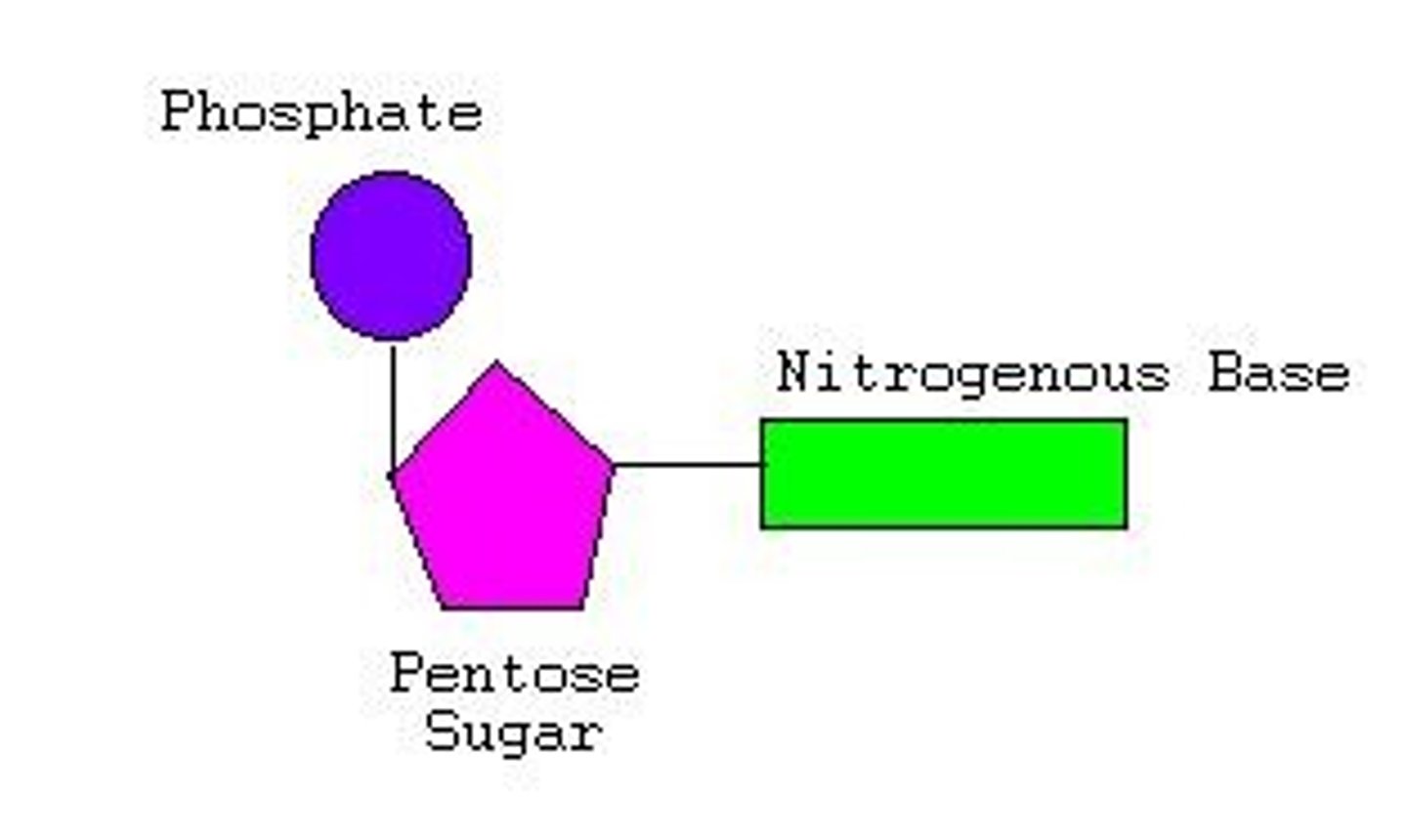 <p>building blocks of DNA</p>